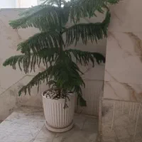گل مطبق|گل و گیاه طبیعی|کرج, گلستان|دیوار