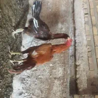 خروس ومرغ لاری