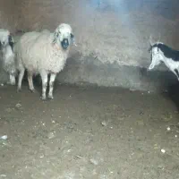 میش اوست و بز دونه ۶ میلیون بردسیر