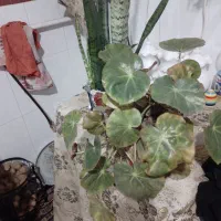 گل سانسوریای پوست ماری|گل و گیاه طبیعی|لنگرود, |دیوار