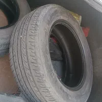 لاستیک سمندی پهن