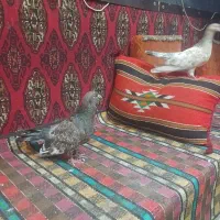 کله ای شتری|پرنده|بندر ماهشهر, |دیوار