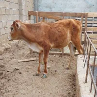 نرگاو پرواری