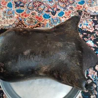 هیزه|ظروف نگهدارنده، پلاستیکی، یکبارمصرف|گوآور, |دیوار