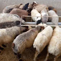 گوسفند زنده.نذری.چک.|حیوانات مزرعه|اصفهان, دستگرده|دیوار