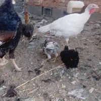 مرغ محلی|حیوانات مزرعه|زاهدان, |دیوار