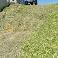 ذرت علوفه|خدمات باغبانی و درختکاری|مرودشت, شهرک مهدیه|دیوار