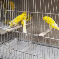 قناری رسمی|پرنده|یزد, |دیوار