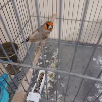 سهره دورگ کرمونی