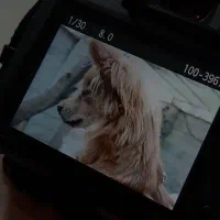 سگ اشپیتز پامرین