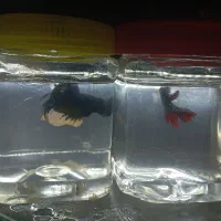 فایتر|ماهی|تهران, دولتخواه جنوبی|دیوار