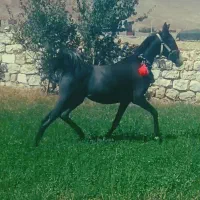 کره مادیون مشکی سر دمگیر چطری