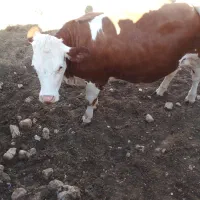 تلیسه سمینتال