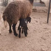 میش بره|حیوانات مزرعه|سیوان, |دیوار