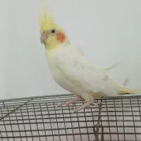 عروس هلندی فروشی