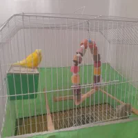 ی جفت مرغ عشق