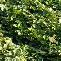 نهال کاماروس وسابرینا