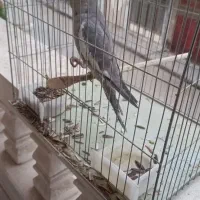 طوطی|پرنده|کلاله, |دیوار