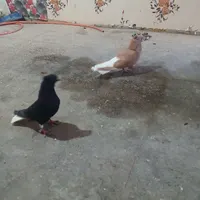 کبوتر دمسفید
