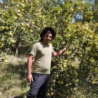 خریدار و اجاره سیب گلاب|خدمات باغبانی و درختکاری|خرمدره, |دیوار