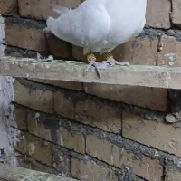 کبوتر سفید|پرنده|بیرانوند, |دیوار
