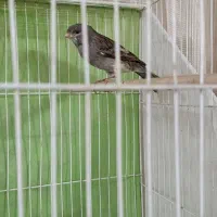 قناری نروماده بسیار آماده به شرط میدم|پرنده|مشهد, قائم|دیوار