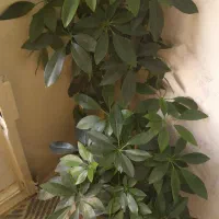 گل شفلرا