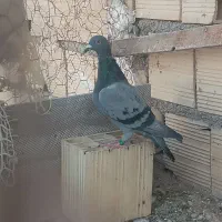 ماده پلاکی نروماده پلنگ کرمونی
