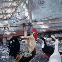 خروس دو اردک