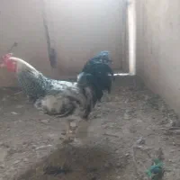 خروس|حیوانات مزرعه|تهران, نیروی هوایی (پیروزی)|دیوار