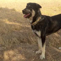 پژدر 15ماهه.توله راموس|سگ|درگزین, |دیوار