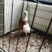 نر طوقی سرور مهر|پرنده|اردکان, |دیوار