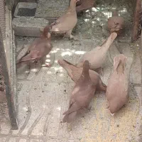 جوجه زرد وگلی