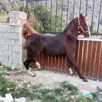 مادیان سواری دار جنگی همراه با کره هردو شجره قوی|اسب و تجهیزات اسبسواری|شیراز, گویم|دیوار