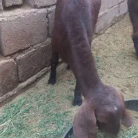 یک بز سه قلوزا تضمینی فقط یک زه داده بفروشمش میرسد|حیوانات مزرعه|گنبکی, |دیوار