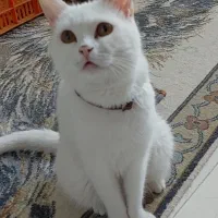 برتیش 3 ساله عقیم شده  دختر واگذار میشود