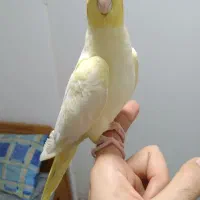 طوطی عروس هلندی سوپر رام و سخنگو ۲تا ۷ ماه|پرنده|قائمشهر, |دیوار