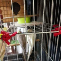 عروس هلندی نر و ماده|پرنده|صباشهر, |دیوار