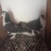 کبوتر زره ای پاپر