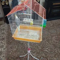 عروس هلندی مرغ عشق