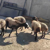 گوسفند زنده جهت قربانی|حیوانات مزرعه|کرج, دهقان ویلا|دیوار
