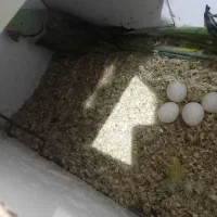 فروش جوجه ملنگو، گرینچیک و جفت شاهطوطی مولد|پرنده|رفسنجان, |دیوار