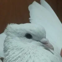 کفترسفیدتهرانی