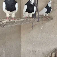 فروش چند عدد طوقی بدون خطا|پرنده|چمران, |دیوار