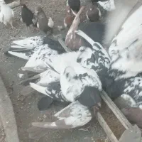 کبوتر سینه|پرنده|کهریزک, |دیوار