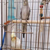 دو تا عروس هلندی ماده زیبا