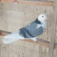 کفتر