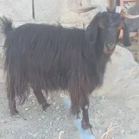 فوری قیمت 8تومن کمتر نمیدم