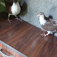 جفت جوجه ساده سرخ