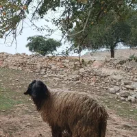 نرمیش|حیوانات مزرعه|مسجد سلیمان, |دیوار